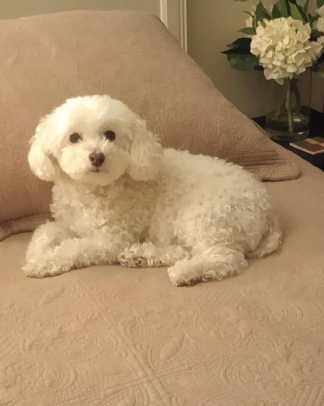 Daisy loves Bobbi Panter Shampoo