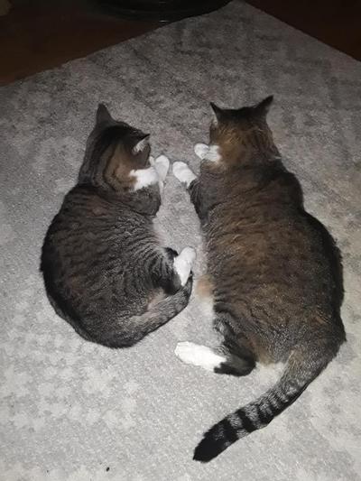 Shorty & Cassius (the big boy) may he RIP