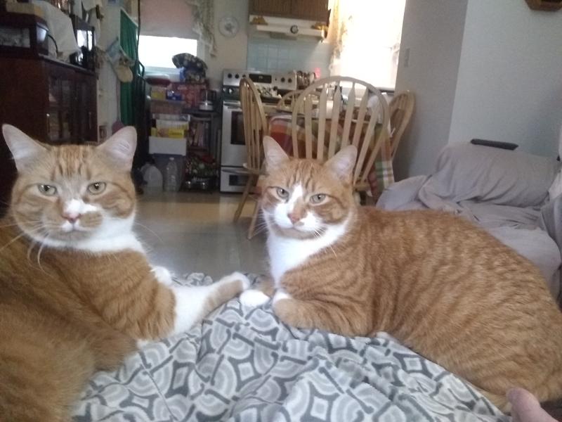 Peanut and Munchkin
