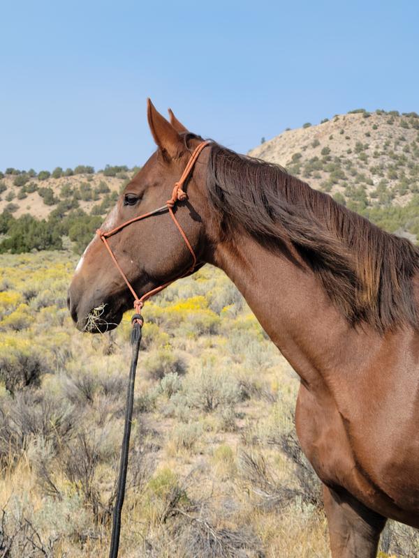 My mustang Ella, very fine mane that tangles easily, but the Douxo spray worked better than the horse products!