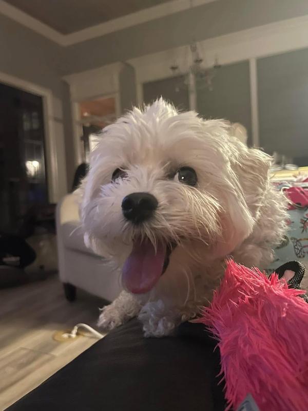 My allergic prone Lexi!