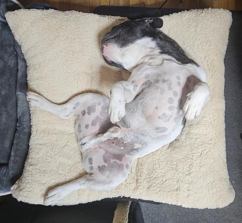 30lb French Bulldog in Medium bed