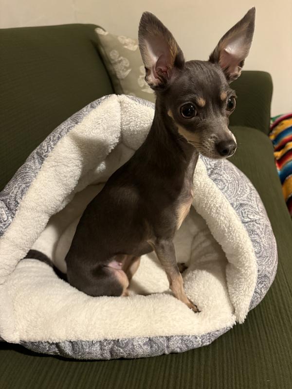 She’s less than 5lbs but leggy, gives her enough space