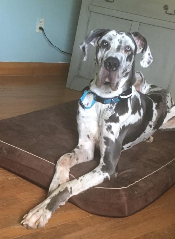 Xerxes, Great Dane
