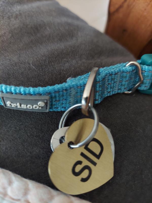 His collar with tag. I need a different ring to secure it though.