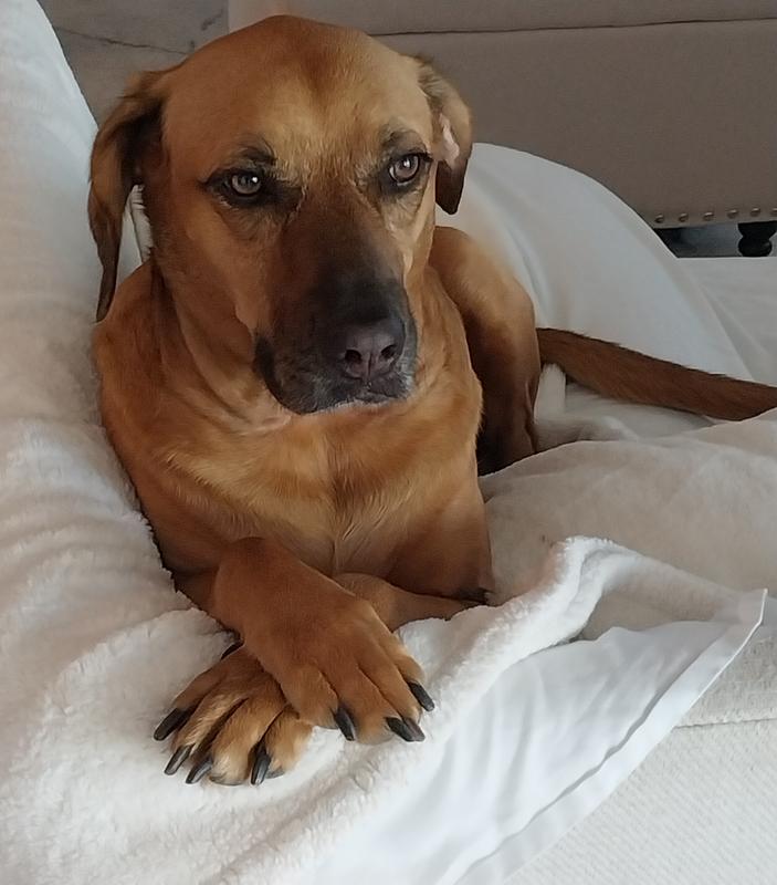 Badger, my special needs dog.