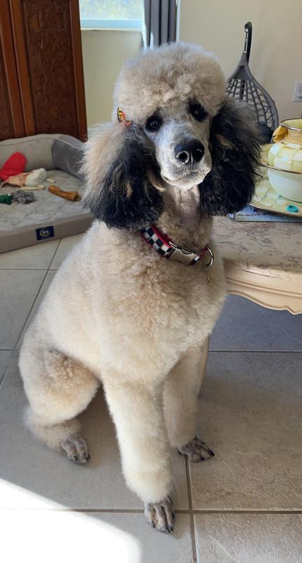 Aurora is my beautiful Sable Standard Poodle who loves Instinct Raw Lamb Recipe