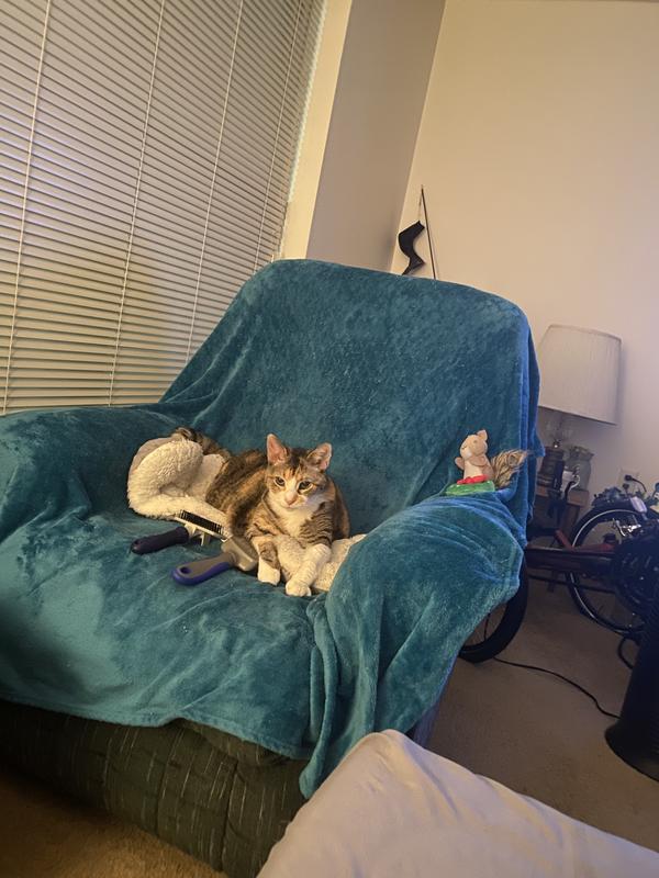 One happy Senior Kitty!!!