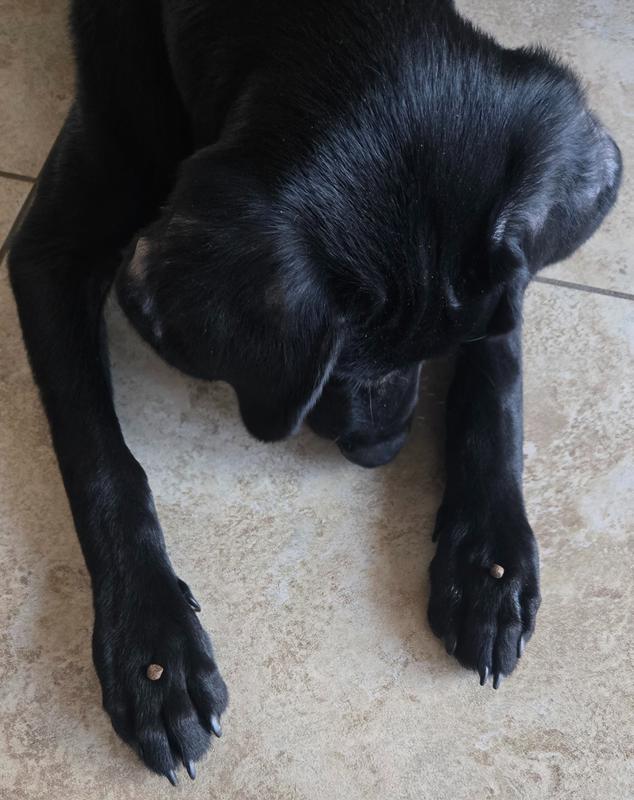 Using them as training treats