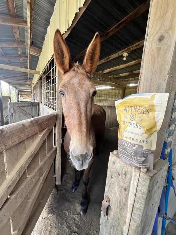 Willa, a very discerning Mule that loves these.