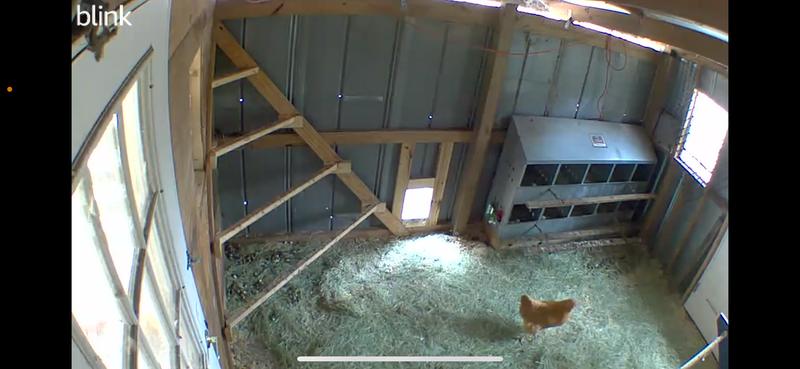 Inside Cluckingham Palace.  Happy hens make scrumptious eggs!