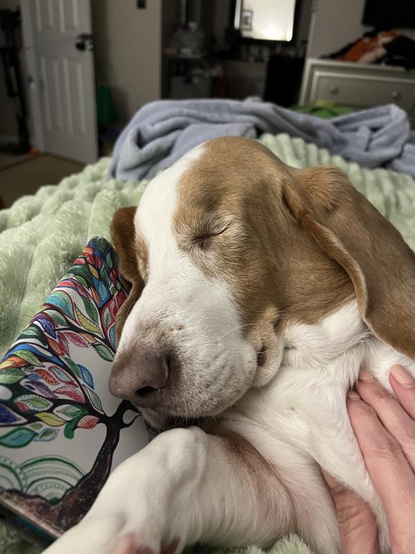 Dolce laying back and enjoying her ear wash