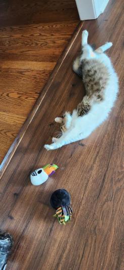 Frisco Halloween Witch & Spider Bouncy Cat Toy with Catnip, 2 count