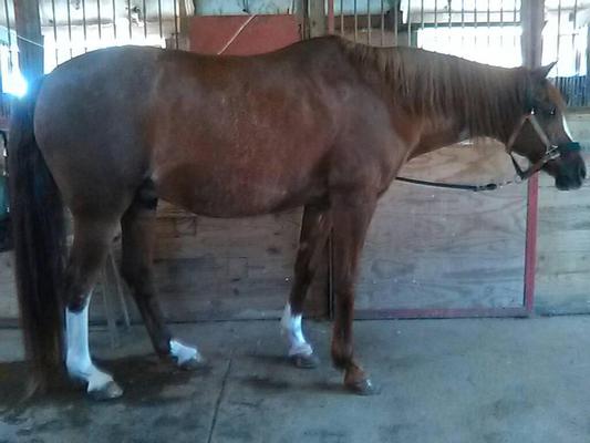 Winston after his bath and Skin Blaster!