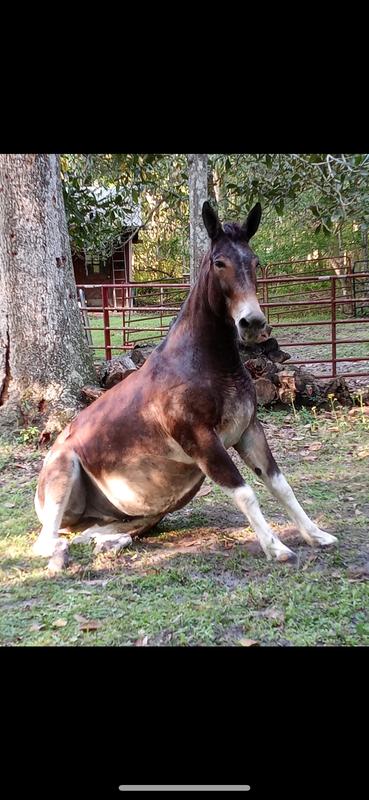 Zane aka “Grouchy Mule”…