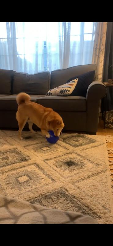 The best fun for an independent dog! He’s a Shiba Inu so he gets very frustrated with the inability to pick it up. He dribbles it like a soccer ball and barks at it. It’s awesome!!!!!! Loud when it hits things but it’s worth it