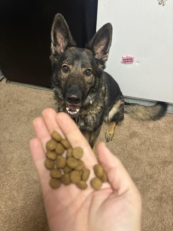 Actual kibble that they will do tricks for