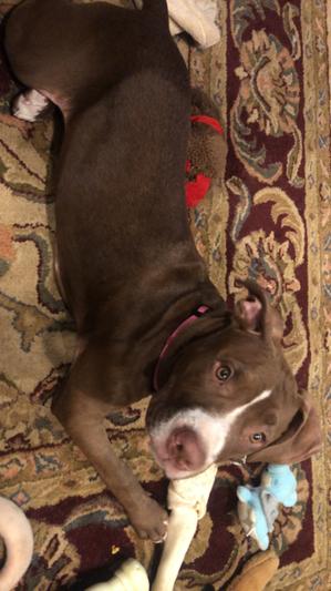 Ms Montana