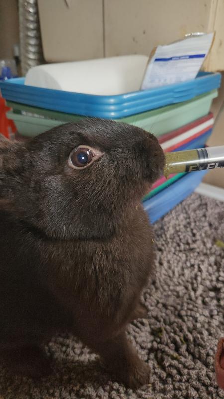 LAFEBER EmerAid Sustain Herbivore Recovery Small Animal Food, 2000-gram ...