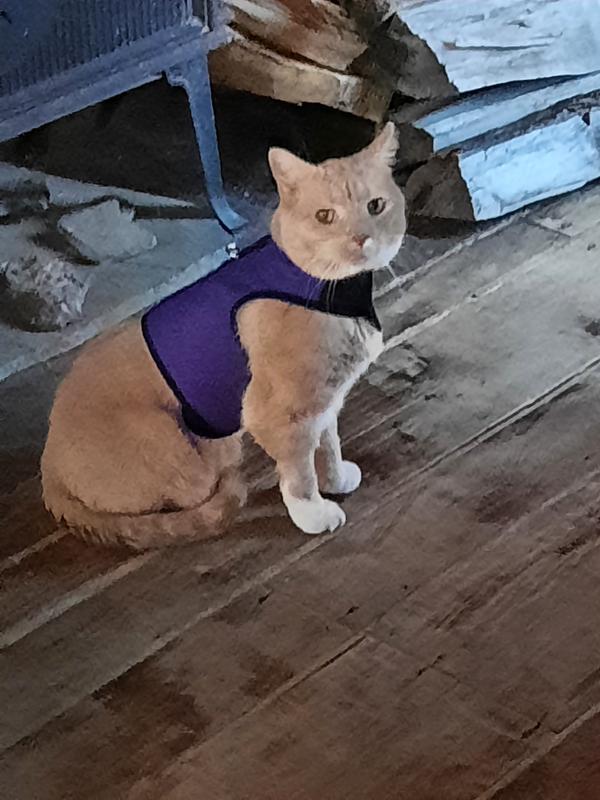 KITTY HOLSTER Cat Harness Purple Medium Large Chewy