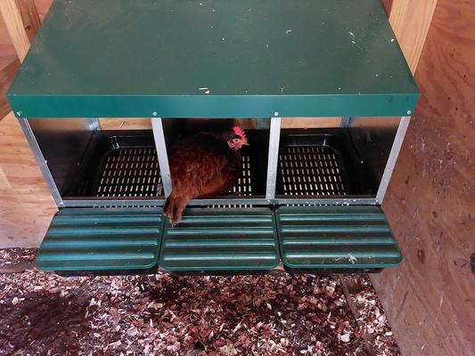 Little Red hen in a box.