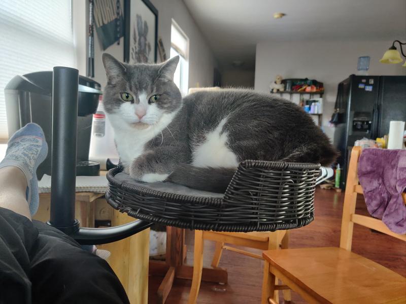 Iroh checking out the new perch