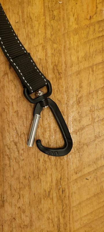 Could have gotten my dog killed