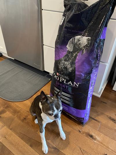 You could fit two Bostons in that bag.