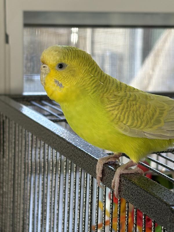Carson on top of her cage .