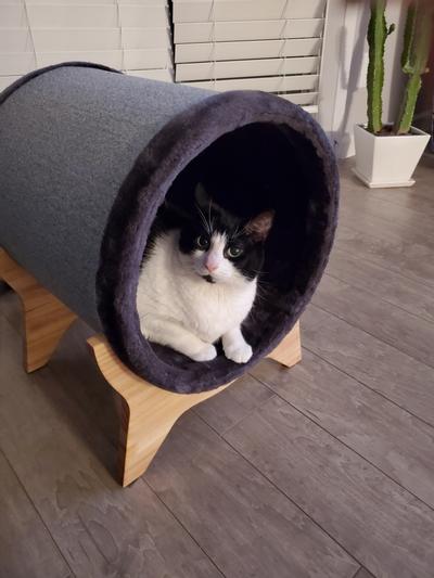 FRISCO Modern Tunnel Elevated Cat Bed - Chewy.com