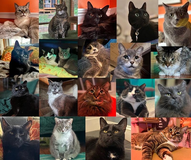 Our clowder of happy cats that require Slide Clump & Seal! Only the best will do