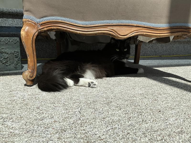 Big, fluffy Guinness weighs in at a healthy, 19 lbs. He is not over weight, just a big boy.