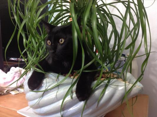 Thorin always the curious adventurer