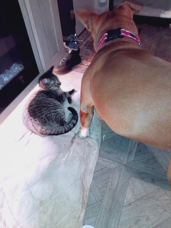 She is laying on the pile of catnip. Won'tet her dog sister near it. Lol