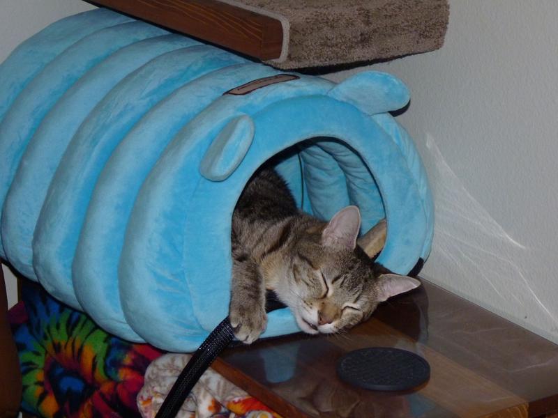 Thermo-Kitty Mat inside the tube bed