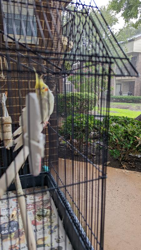 Sunny Boy - 21 Years Old and Counting