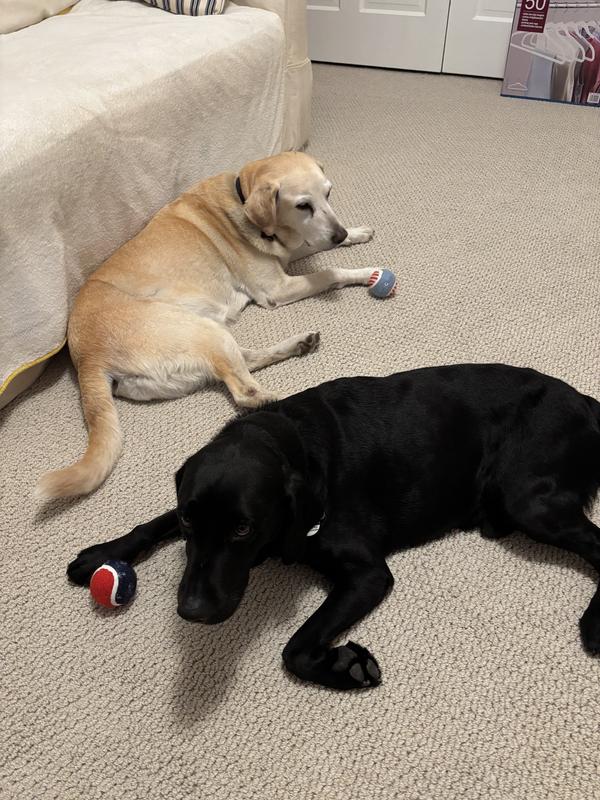 Squeaky fun!