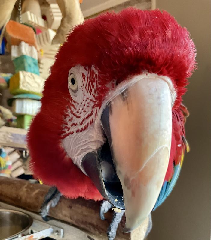 Roscoe enjoying a pellet.