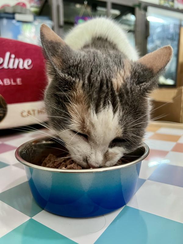 Dilute calico enjoys wet food from a blue bowl