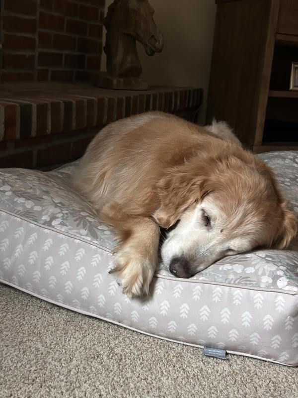 Riley age 12  rescue momma from puppy mill