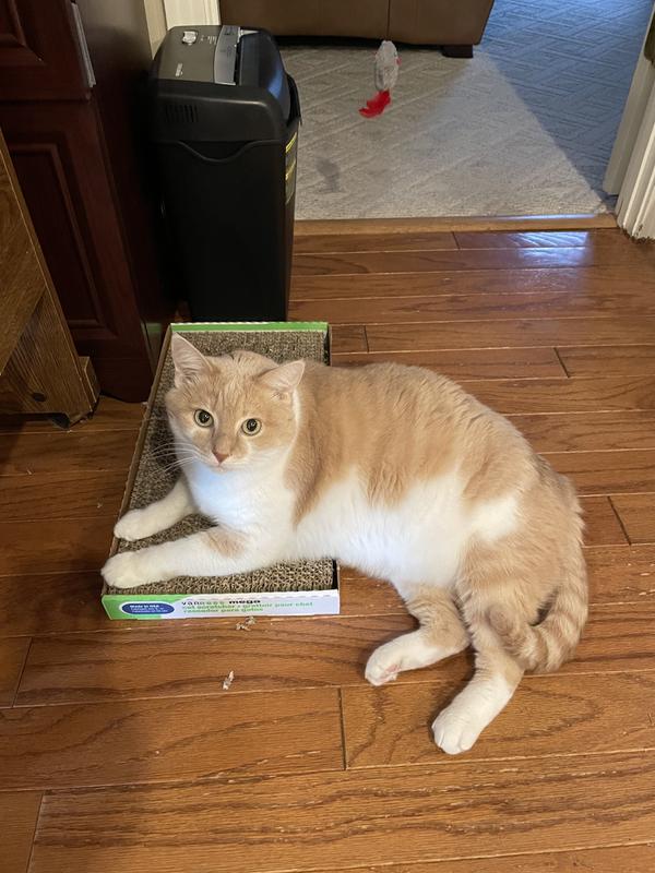 CB likes it so much that he hangs out on it.