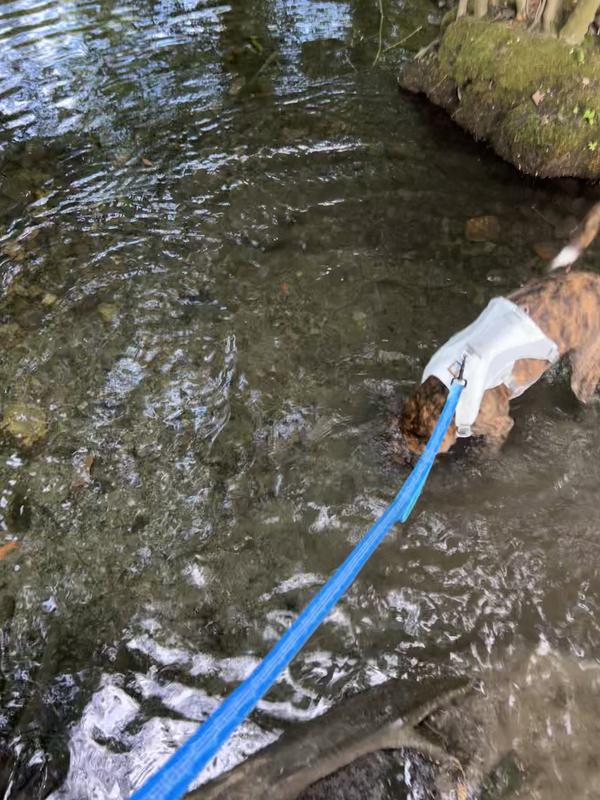 Quick head dunk lol but vest is high quality and durable. I like that it is a harness as sone of the “cooling vests” didnt have a harness clip opening and we prefer to walk him on a harness