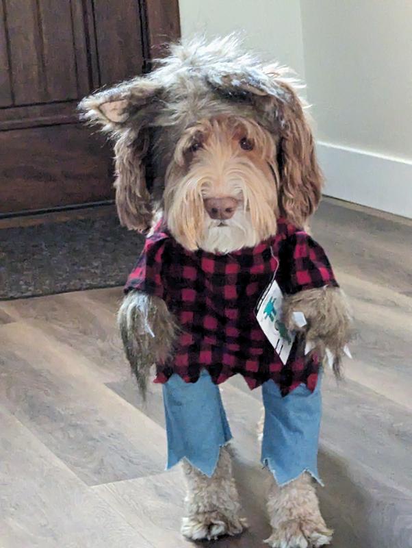 Werewolf costume for dogs sale