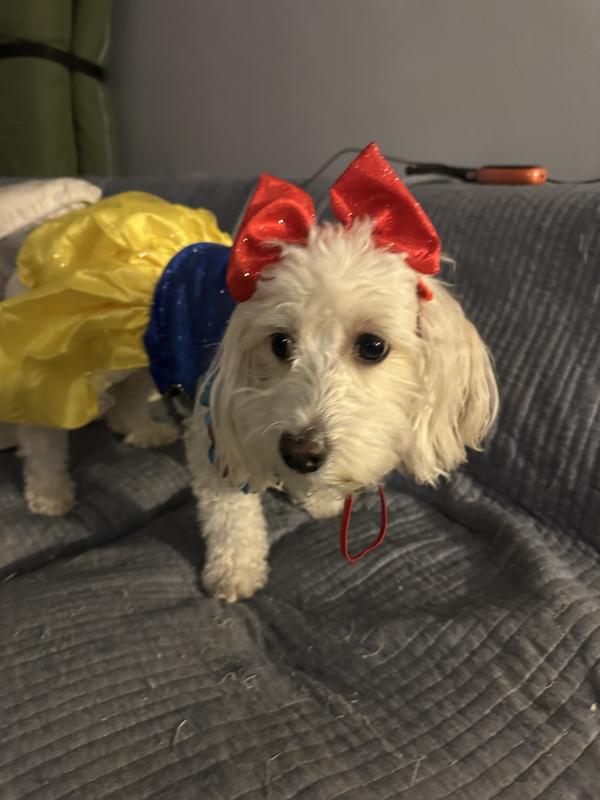 Juno lived her Halloween costume!