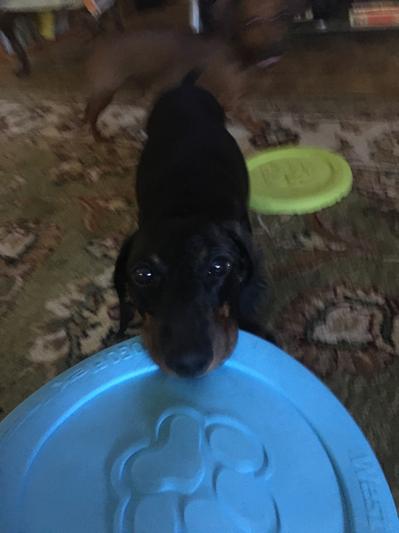 West Paw Zogoflex ZISC® Flexible Dog Frisbee Disc Toy — Animal