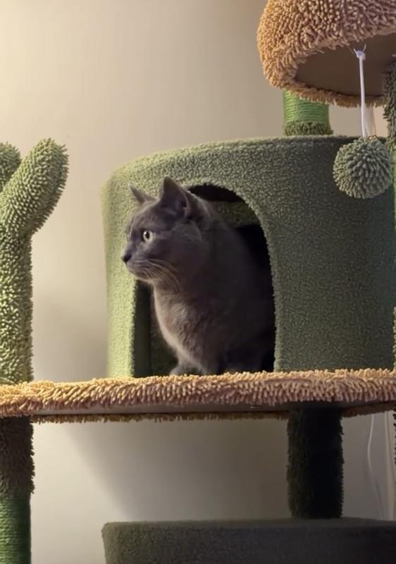 Charles enjoying the new cat cave.