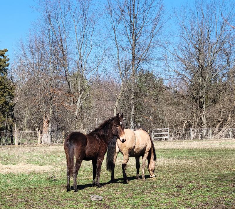 The Mule & my chunky Mustang