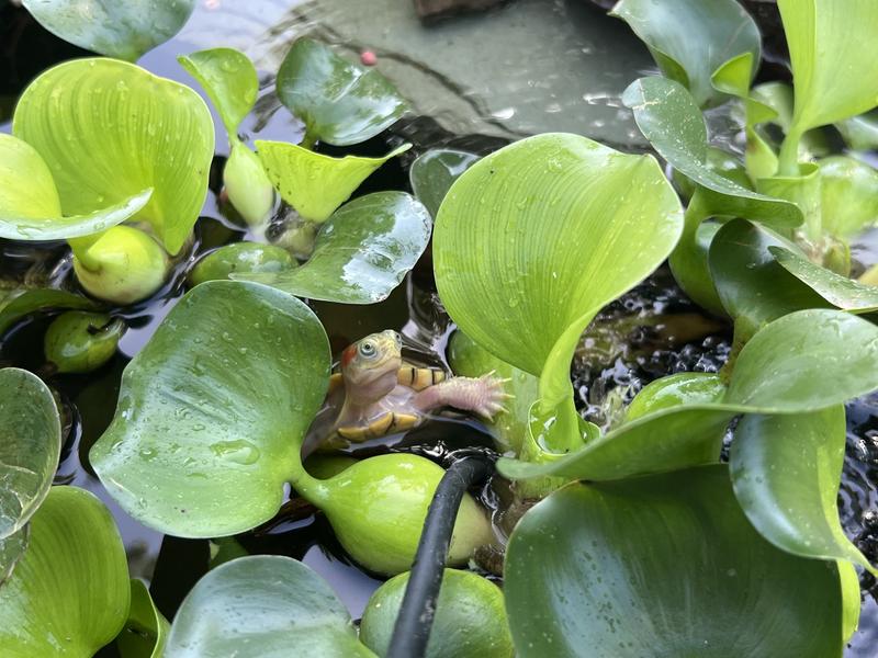 Hybino slider waiting for her meal!