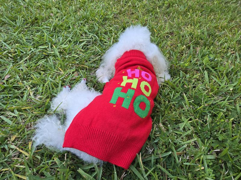 Marvin (18yo toy poodle) laying down in his holiday sweater
