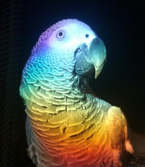 Prism in the window bathed our Dorian Grey in a rainbow!!